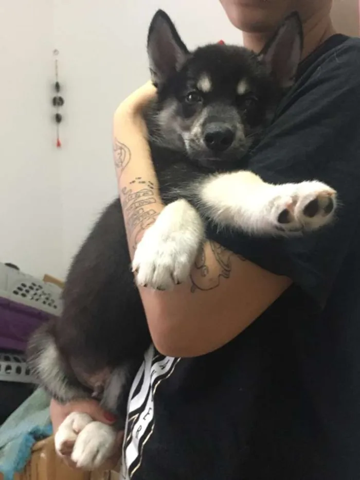 Cachorro raça Srd idade 2 a 6 meses nome Pipoca