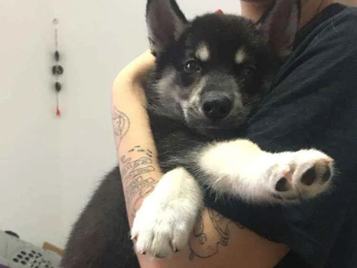 Cachorro raça Srd idade 2 a 6 meses nome Pipoca