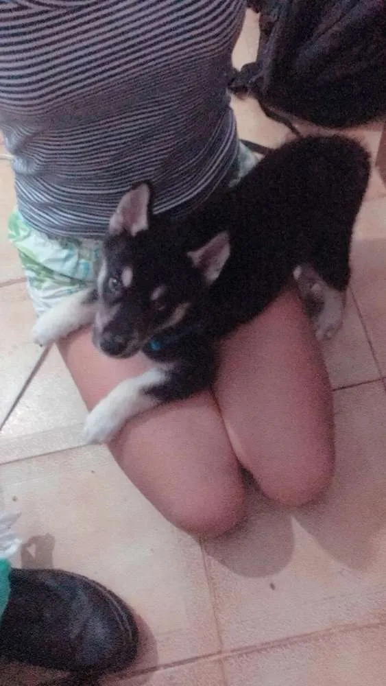 Cachorro raça Srd idade 2 a 6 meses nome Pipoca