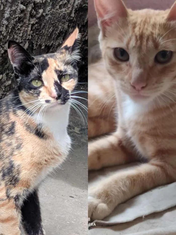 Gato ra a Não Identificado  idade 7 a 11 meses nome Nina e Amarelinha