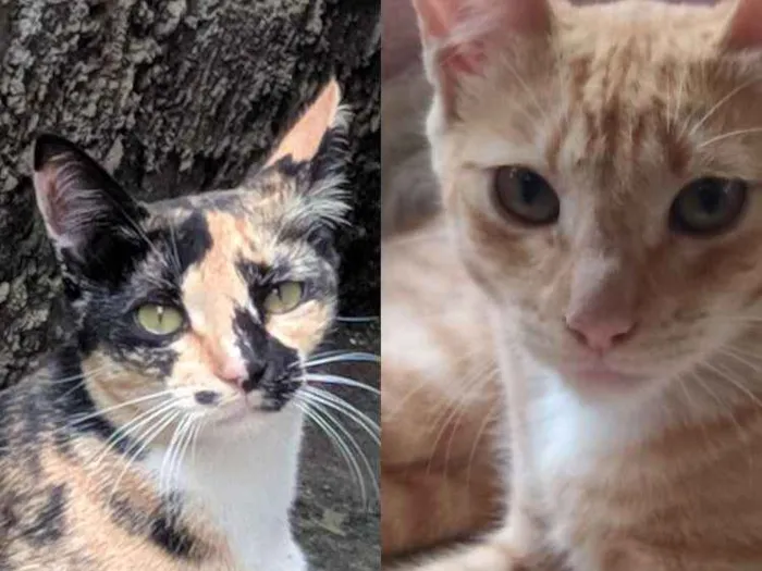 Gato ra a Não Identificado  idade 7 a 11 meses nome Nina e Amarelinha