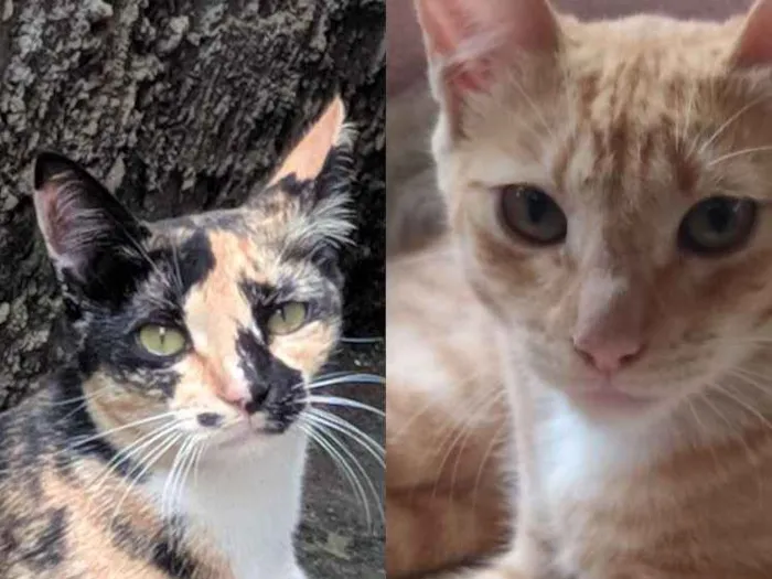 Gato ra a Não Identificado  idade 7 a 11 meses nome Nina e Amarelinha