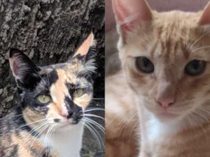 Gato raça Não Identificado  idade 7 a 11 meses nome Nina e Amarelinha