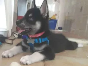 Cachorro raça Srd idade 2 a 6 meses nome Pipoca