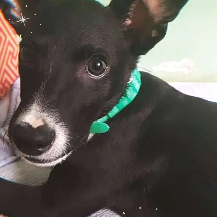 Cachorro ra a SRD idade 2 a 6 meses nome Ainda não fornecemos