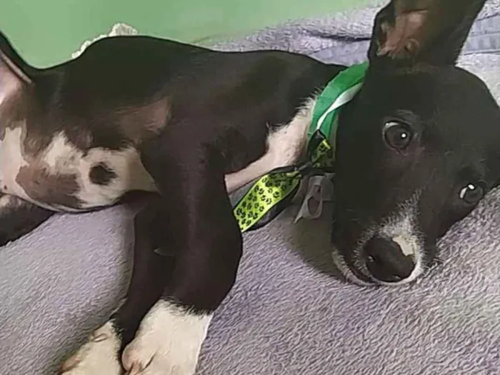 Cachorro ra a SRD idade 2 a 6 meses nome Ainda não fornecemos