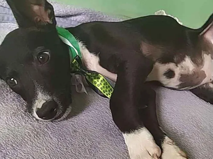 Cachorro ra a SRD idade 2 a 6 meses nome Ainda não fornecemos