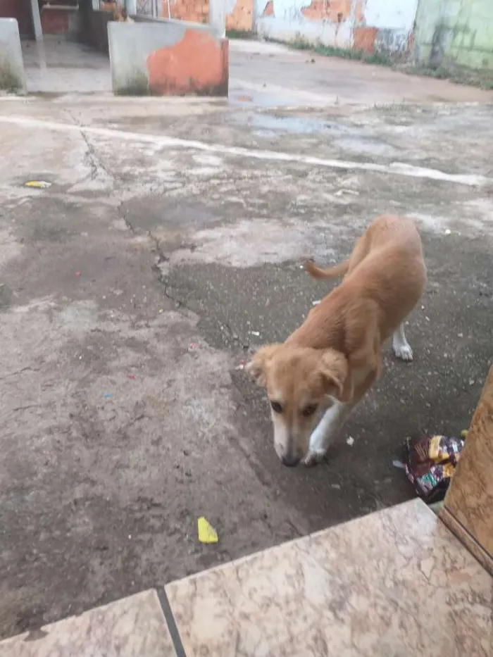 Cachorro ra a Vira lata com fila idade  nome Meg, 2anos./linda4me