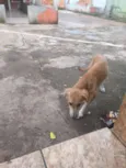 Meg, 2anos./linda4me