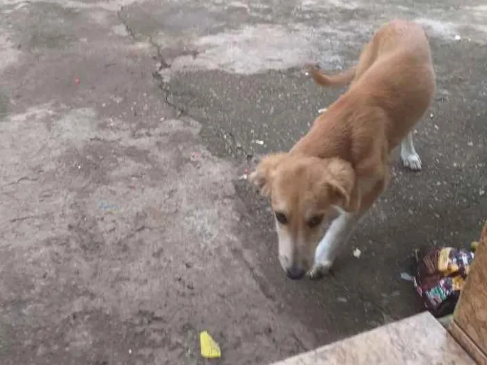 Cachorro ra a Vira lata com fila idade  nome Meg, 2anos./linda4me