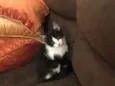 Miguel