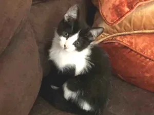 Gato raça SRD idade Abaixo de 2 meses nome Miguel