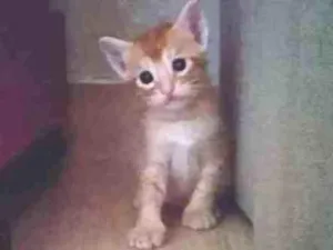 Gato raça Srd idade 2 a 6 meses nome Gatinho