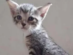 Gato raça Srd idade 2 a 6 meses nome Gatinhos