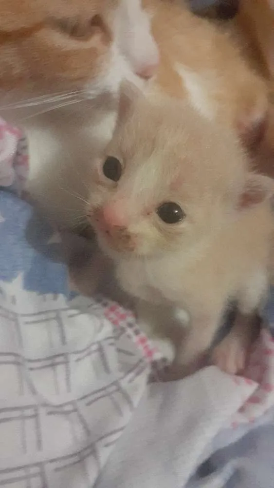 Gato ra a Vira lata idade Abaixo de 2 meses nome Romeu