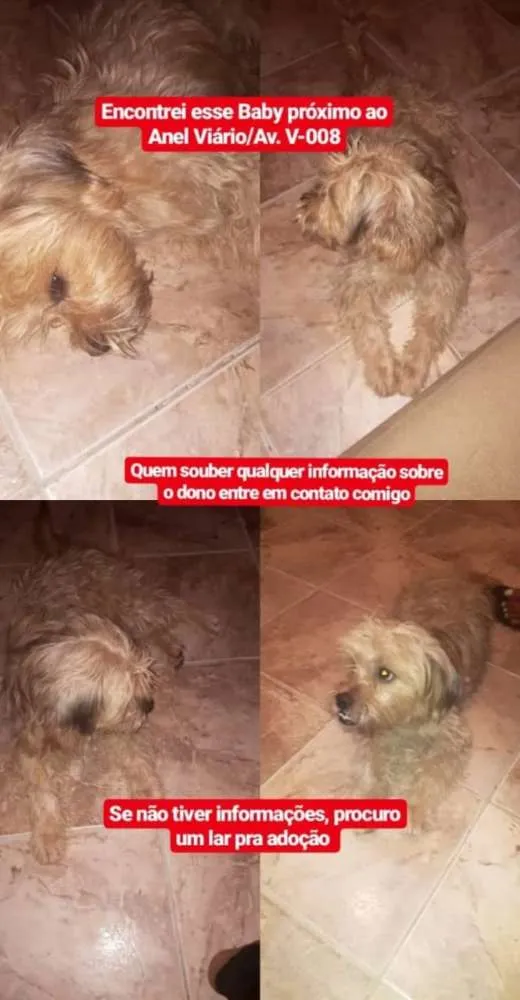 Cachorro ra a poodlle idade  nome não identificado