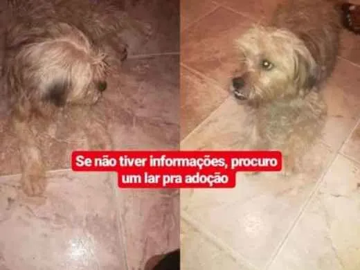 Cachorro ra a poodlle idade  nome não identificado