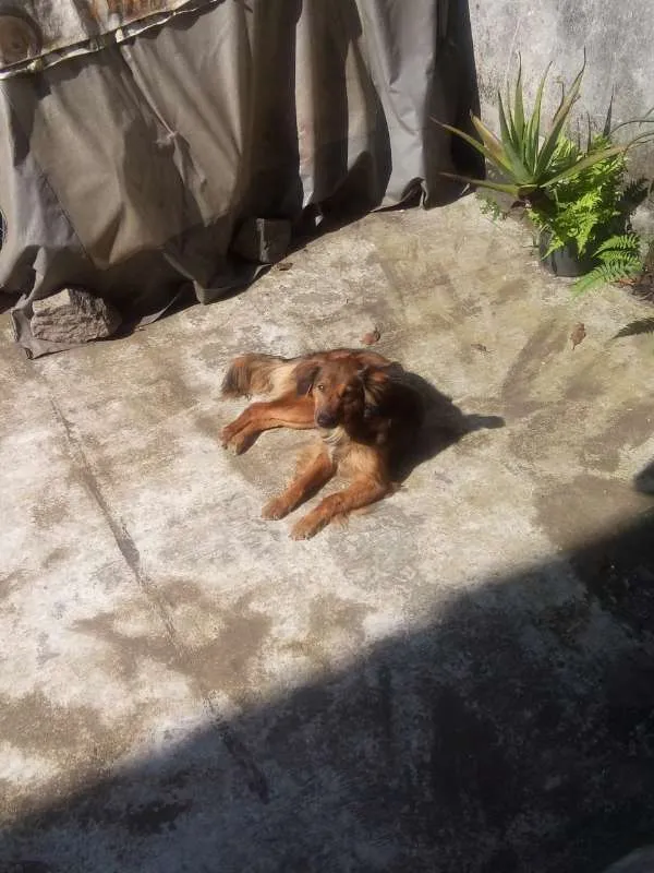 Cachorro ra a Sem raça definida idade 3 anos nome Lola