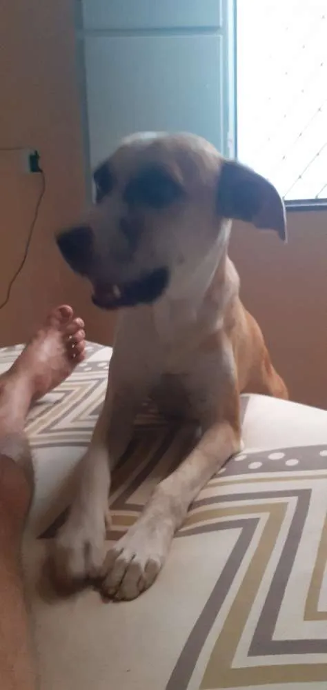 Cachorro ra a Indefinida idade 2 anos nome Tob