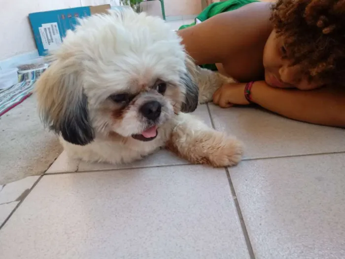 Cachorro raça Lhasa whapso idade 2 anos nome Joaquim