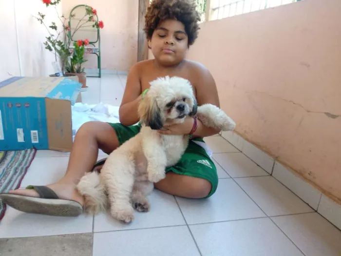 Cachorro raça Lhasa whapso idade 2 anos nome Joaquim