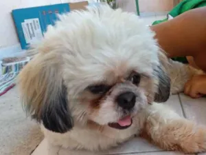 Cachorro raça Lhasa whapso idade 2 anos nome Joaquim