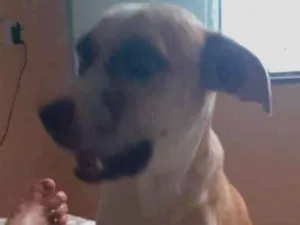 Cachorro raça Indefinida idade 2 anos nome Tob