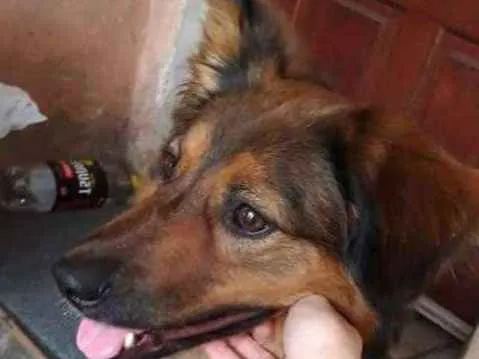 Cachorro ra a Sem raça definida idade 3 anos nome Lola