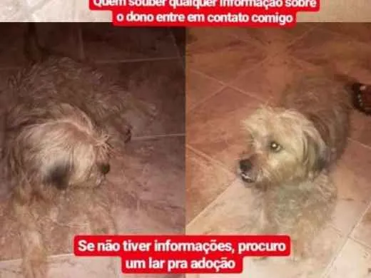 Cachorro ra a poodlle idade  nome não identificado