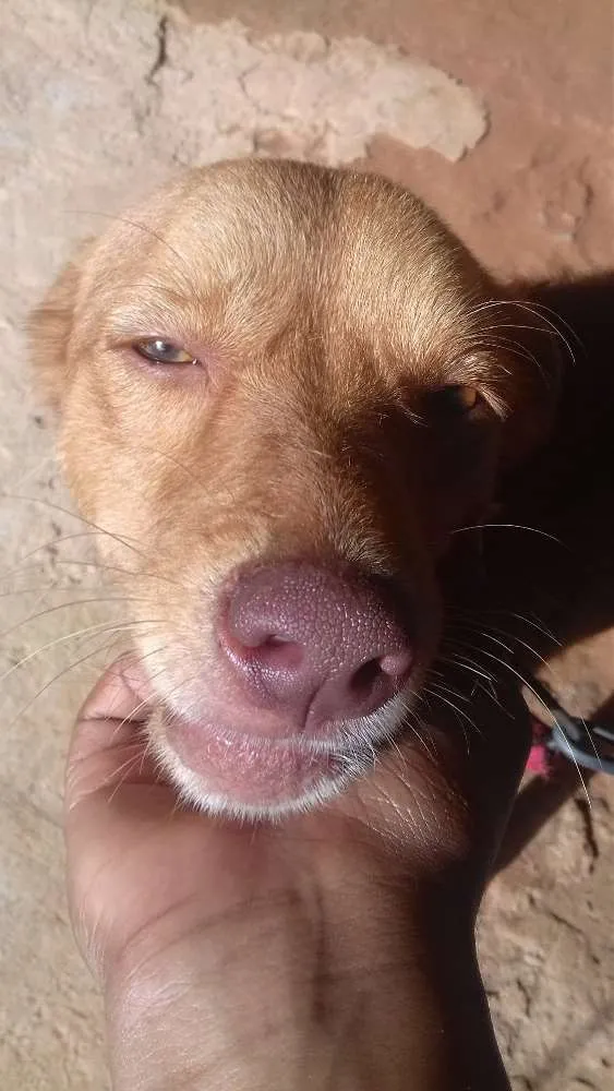 Cachorro ra a Sem raça  idade 1 ano nome Alfredo