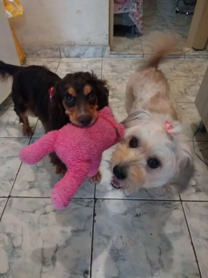 Cachorro ra a Cocker spaniel inglês idade 1 ano nome Mel