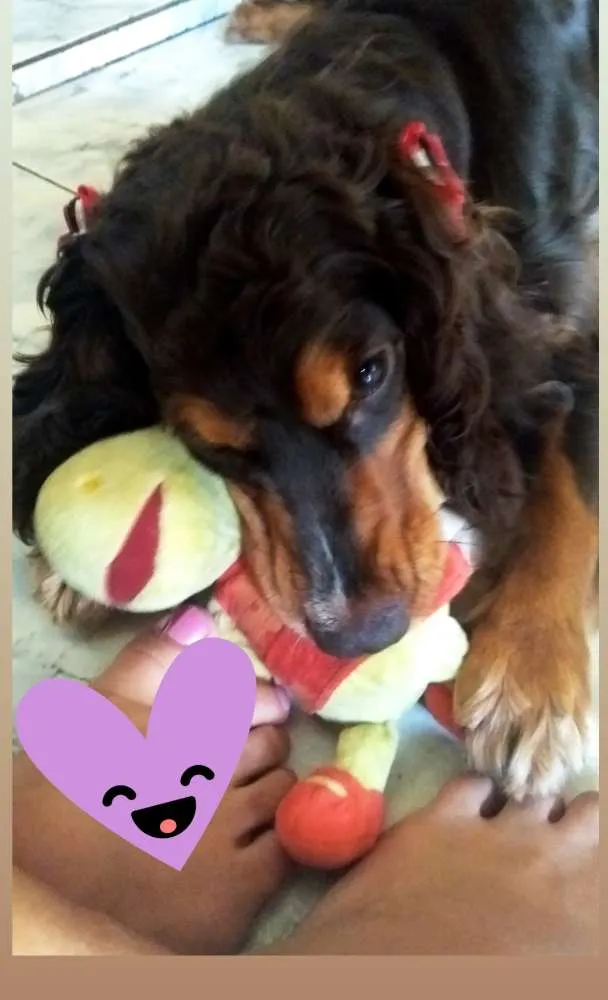 Cachorro ra a Cocker spaniel inglês idade 1 ano nome Mel