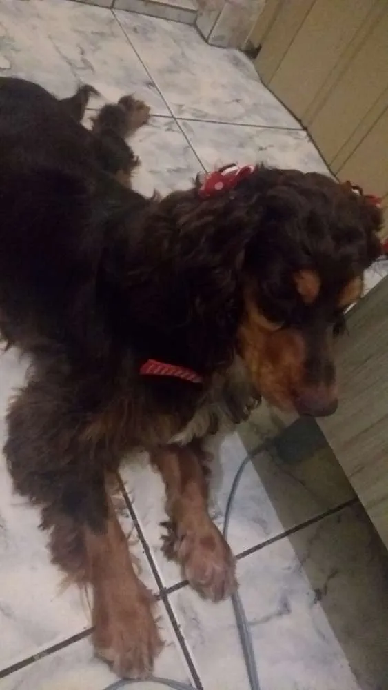 Cachorro ra a Cocker spaniel inglês idade 1 ano nome Mel