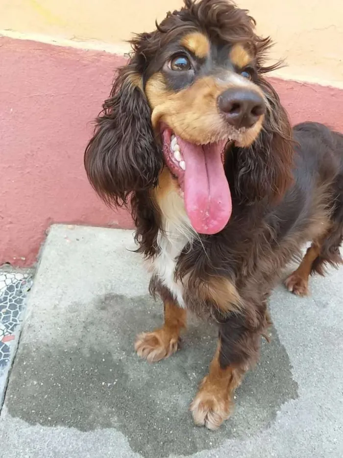 Cachorro ra a Cocker spaniel inglês idade 1 ano nome Mel