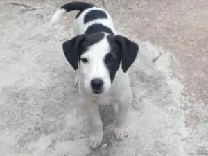 Cachorro raça SRD idade 2 a 6 meses nome KYRA