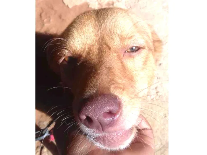 Cachorro ra a Sem raça  idade 1 ano nome Alfredo