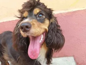 Cachorro raça Cocker spaniel inglês idade 1 ano nome Mel