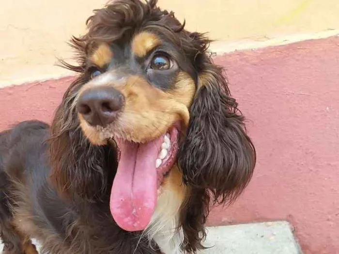 Cachorro ra a Cocker spaniel inglês idade 1 ano nome Mel