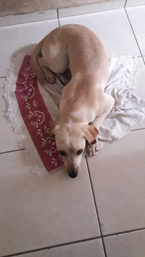 Cachorro ra a Labrador  com vira lata  idade 7 a 11 meses nome Moana