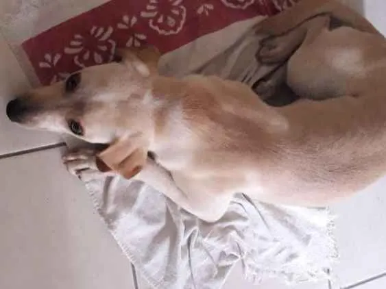 Cachorro ra a Labrador  com vira lata  idade 7 a 11 meses nome Moana