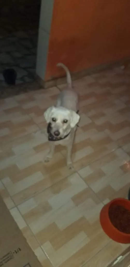 Cachorro raça Poodle  idade 3 anos nome Bob