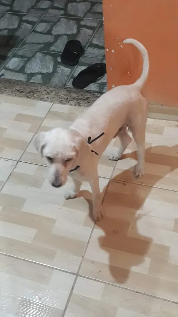 Cachorro raça Poodle  idade 3 anos nome Bob