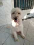 Bob