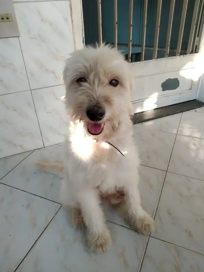 Cachorro raça Poodle  idade 3 anos nome Bob