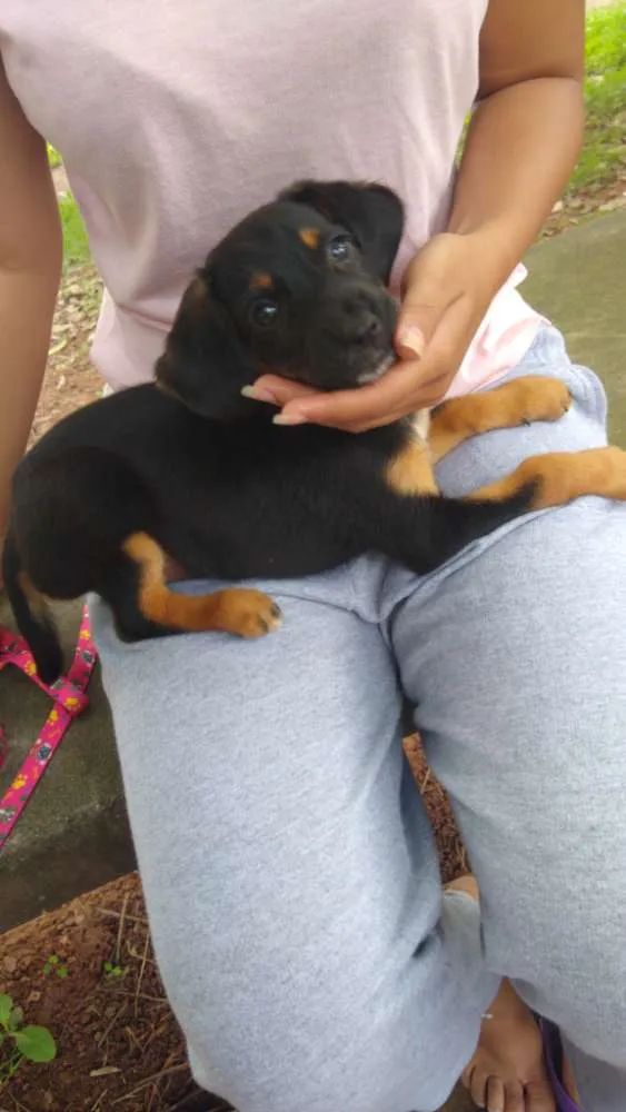 Cachorro ra a  idade 2 a 6 meses nome Marley