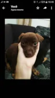 Belinha