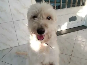 Cachorro raça Poodle  idade 3 anos nome Bob