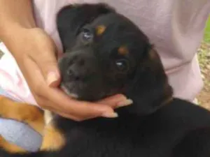 Cachorro raça  idade 2 a 6 meses nome Marley