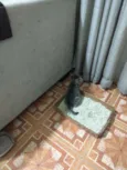 Pulga