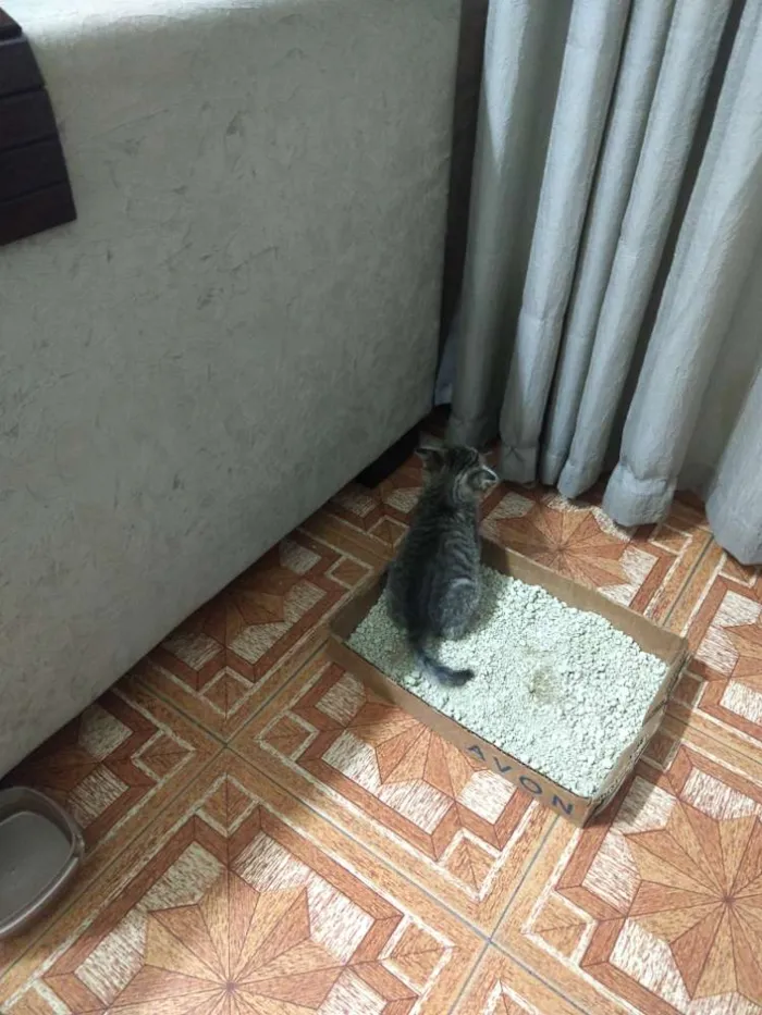 Gato ra a Indefinida idade Abaixo de 2 meses nome Pulga